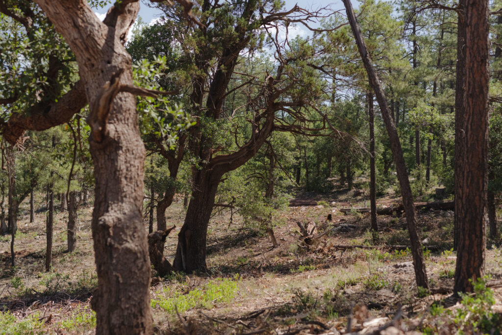 Dude Fire Thinning Area