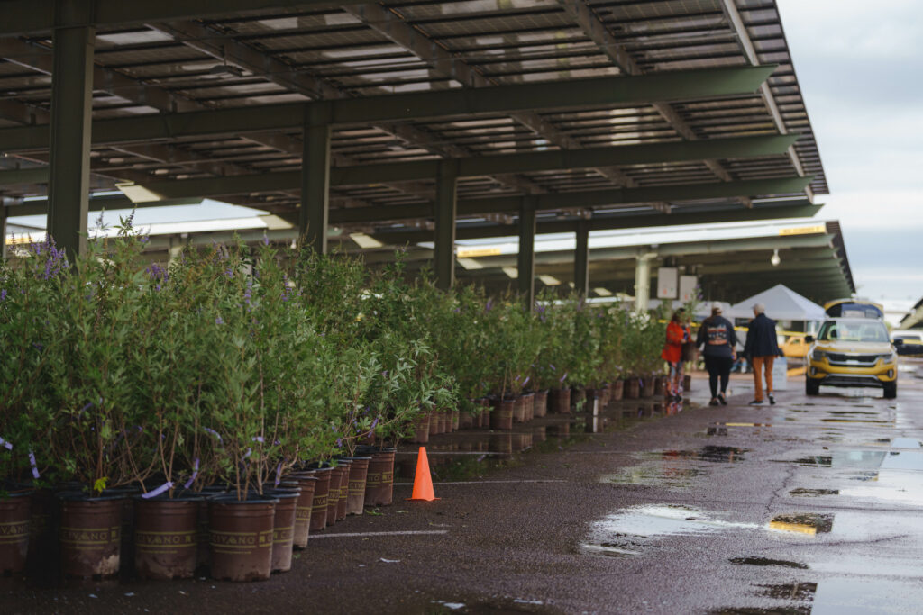 Citizens Receiving their Tree at SRP's Shade Tree Program